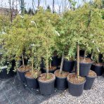 Hlohyňa šarlátová (Pyracantha) ´VARIEGATA´ - výška 70-90 cm, kont. C7L - NA KMIENKU